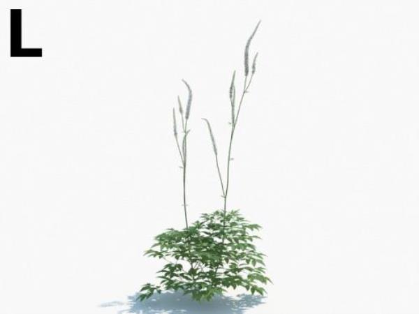 Plant 3D Model - دانلود مدل سه بعدی گیاه - آبجکت سه بعدی گیاه - دانلود آبجکت سه بعدی گیاه - دانلود مدل سه بعدی fbx - دانلود مدل سه بعدی obj -Plant 3d model free download  - Plant 3d Object - Plant OBJ 3d models - Plant FBX 3d Models - بوته  - bush